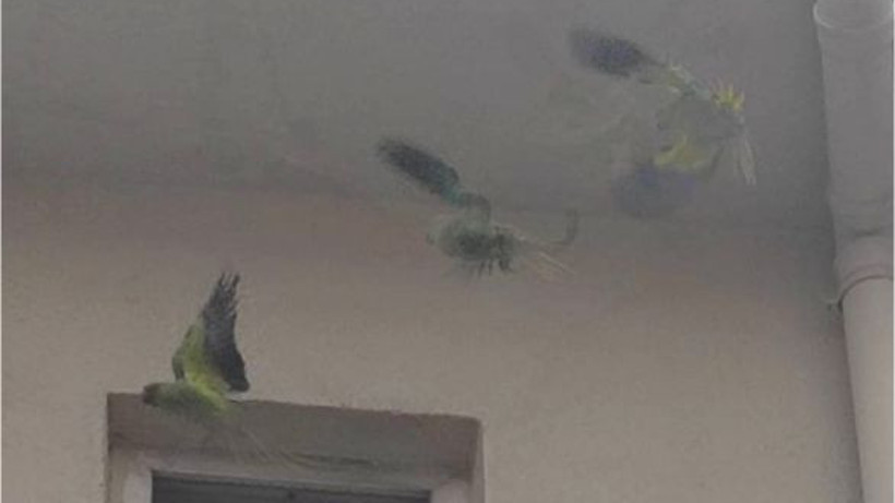 Yeşil Sultan Kuşu Balıkesir'e Geldi