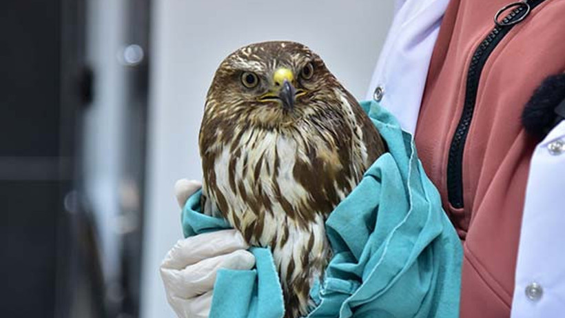 Balıkesir'de Tedavi Edilen Şahin Yeniden Doğaya Kanat Çırptı