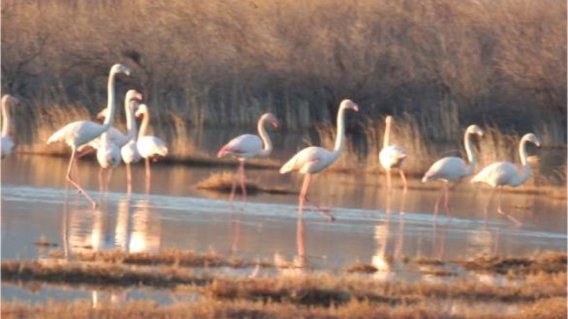 Flamingolar Burhaniye’de Yaşam Alanı Buldu