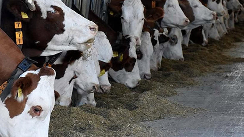 2024 Yılı Hayvansal Üretim İstatistikleri Açıklandı