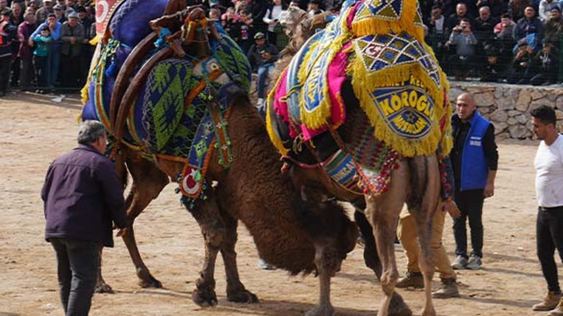 Havran'da Pehlivan Develer Arenada Kıyasıya Yarıştılar