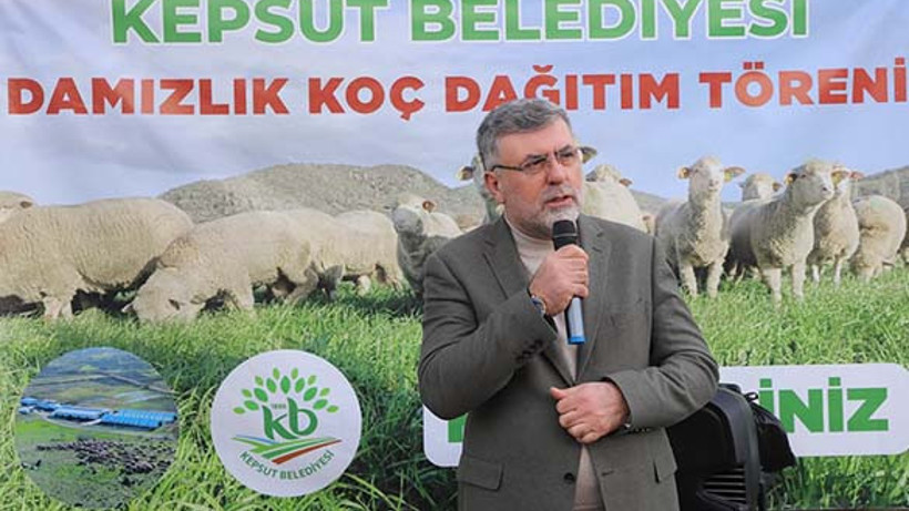 Kepsut Belediyesinin Damızlık Koç Hibe Desteği Devam Ediyor