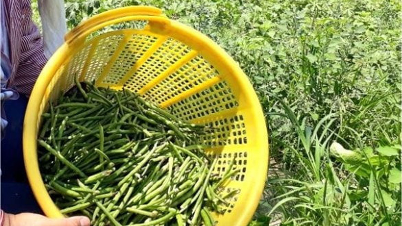 Börülce Tarifleriyle Sağlıklı ve Lezzetli Bir Sofra: 9 Farklı Fikir!