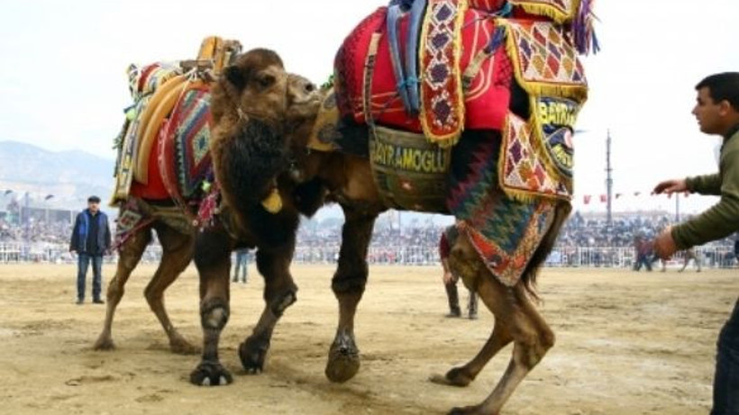Havran'da Folklorik Deve Gösterisi Bugün Başlıyor!