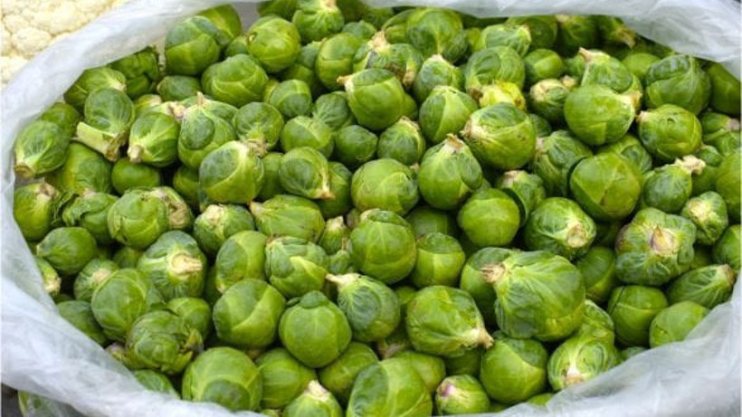 Balıkesir’de Brüksel Lahanası Böyle Kullanılıyor