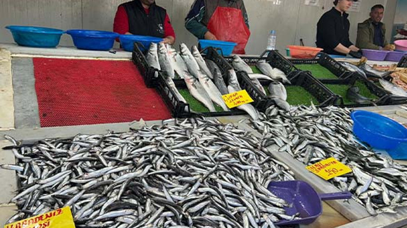 Altıeylül Balıkçısı Yıldız: "Hamsi Bolluğu Devam Ediyor"