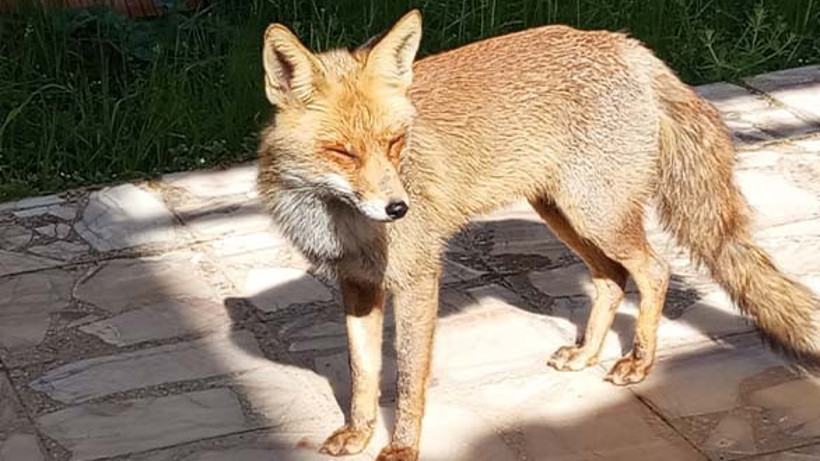 Gömeç’te Sıra Dışı Anlar: Gazeteci Saffet Yılmaz ile Yabani Tilki Sohbette!”
