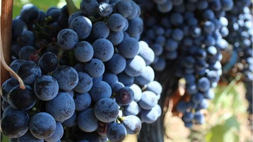 Balıkesir'in Üzüm Bağları Nerede?