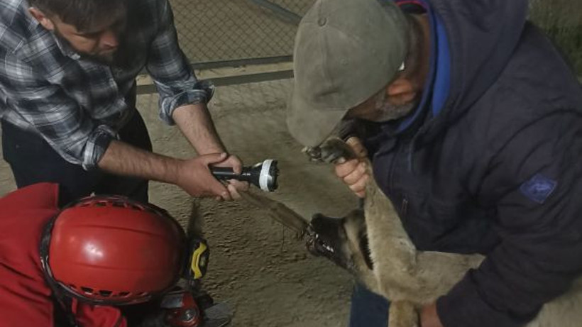 Edremit’te Çenesine Demir Saplanan Köpeği İtfaiye Kurtardı