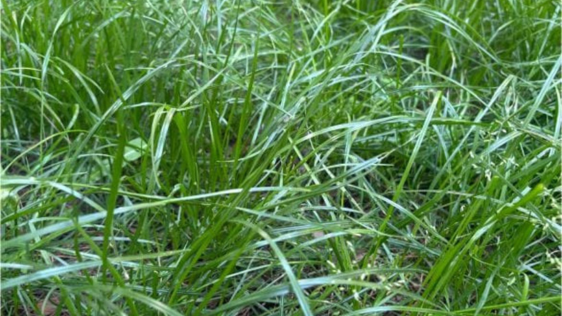 Bahçe Çimi Nasıl Bakılır