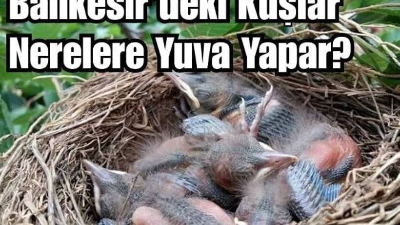 Balıkesir’de Kuşlar Nerelere Yuva Yapar? Ne Zaman Yapar?