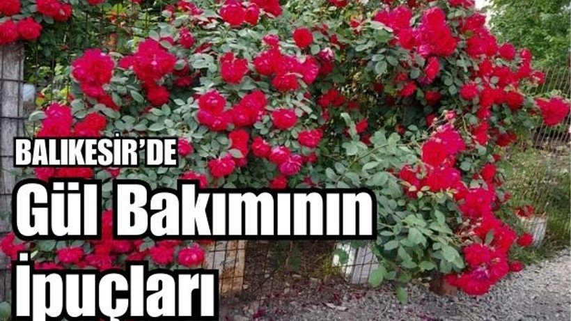 Balıkesir'de Gül Bakımı Nasıl Yapılır?