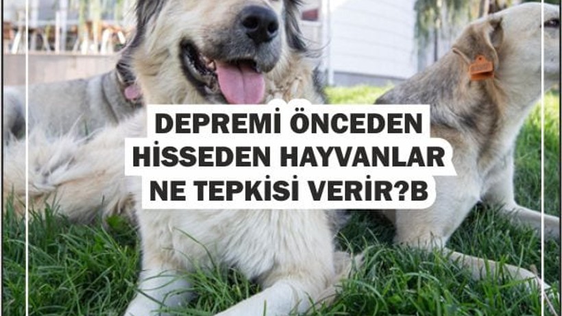 Depremi Hisseden Hayvanlar: Hangi Tepkileri Verirler?