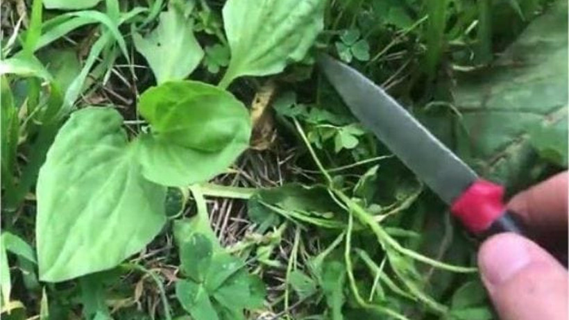 Balıkesir'de Kadınlar Ot Topluyor