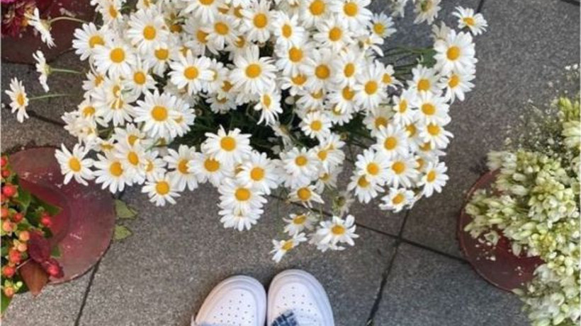 Nisan’ın Simgesi Balıkesir’in Gözdesi: Papatya