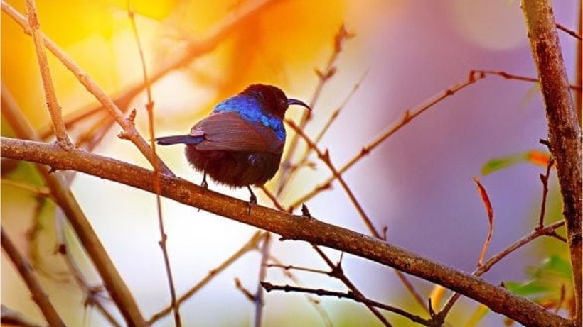 Güneşin Kuşları Macit Ermiş’in yazsı