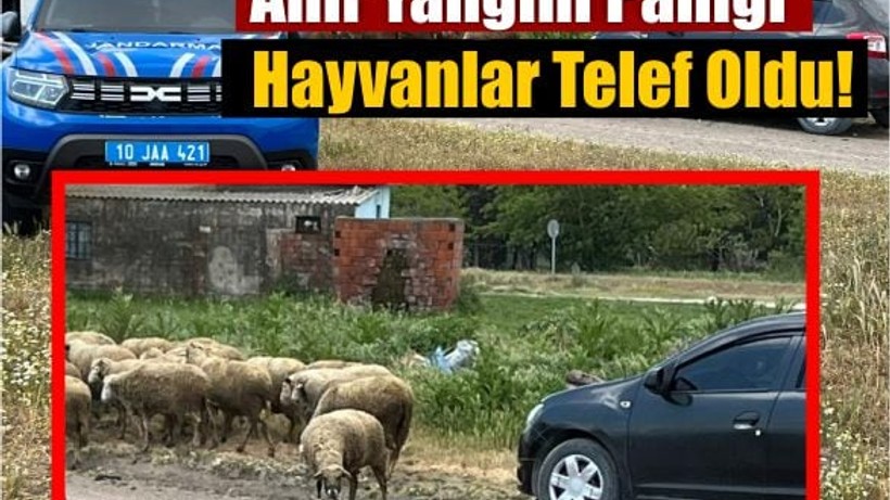 Balıkesir'de Ahır Yangını: 35 Küçükbaş Hayvan Telef Oldu!