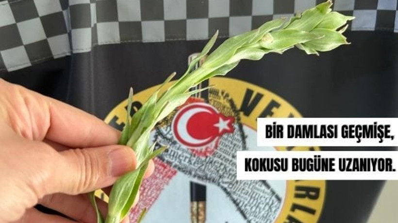 Balıkesir’in En Ünlü Kolonyası Filizlendi