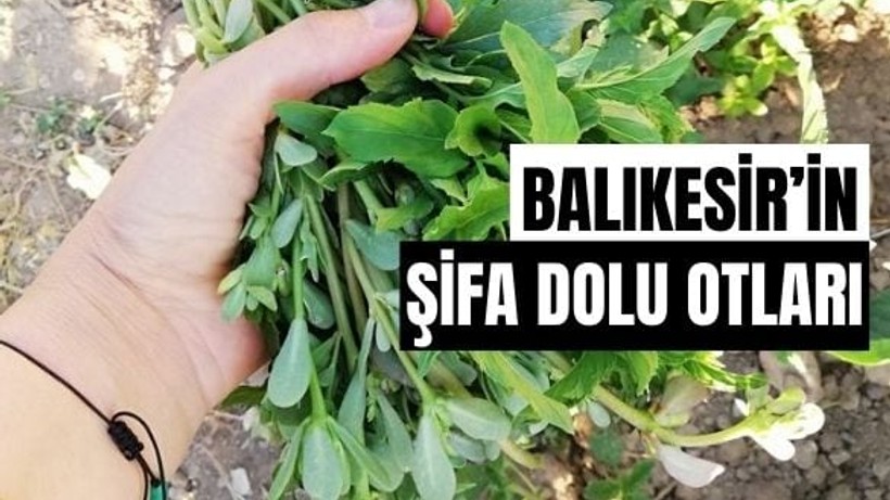 Balıkesir'in Pazarlarından Ege Otları