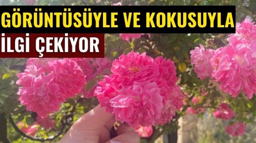 Balıkesir’de Her Köşe Çiçek! Baharın Renkleri Sokaklara Yansıdı