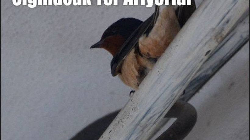 Kırlangıçlar Balıkesir’de Sığınacak Yer Arıyor: Şehirdeki Yuvalar Dikkat Çekiyor