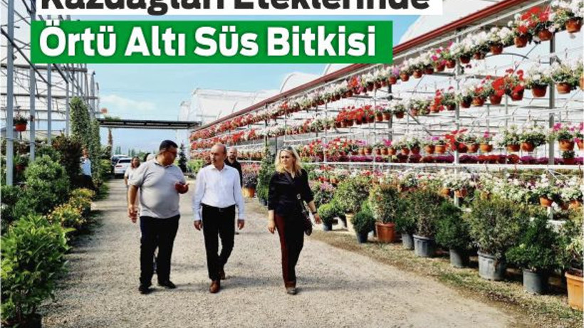 Kazdağları Eteklerinde Örtü Altı Süs Bitkisi