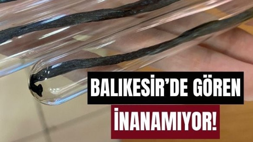 Balıkesir'de Çubuk Vanilyalara İlgi Arttı