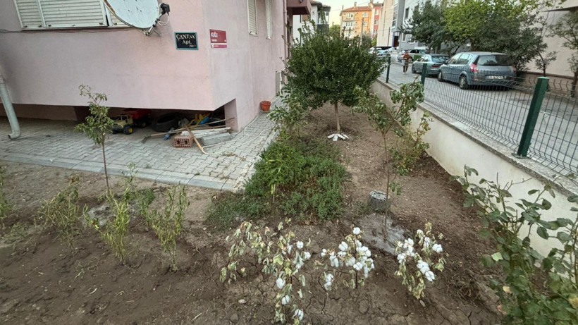Balıkesir Bahçelievler'de vatandaş Pamuk Ekti, Çiçek Açtı - Resim: 4