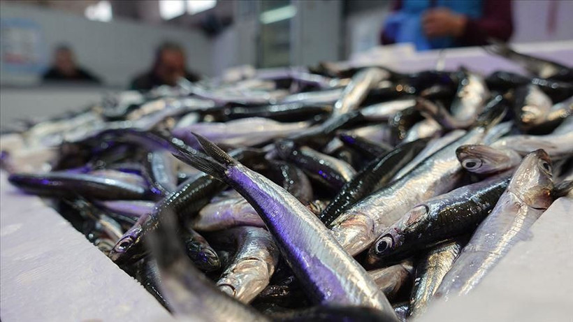 Soğuk Hava Balığı, Sıcak Hava Zorlukları Getirir – Balık Sezonu Bereketli Geçecek - Resim: 4