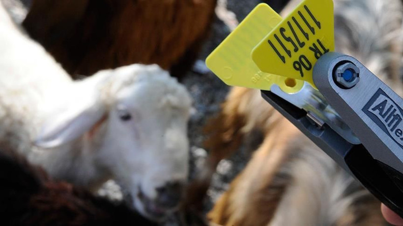 Balıkesir’de Aşı ve Küpeleme Desteği Başladı - Resim: 1