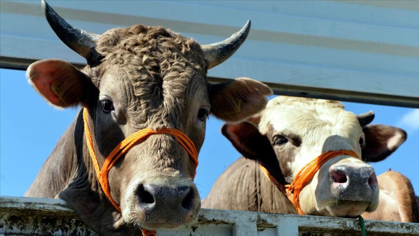 Balıkesir’de Aşı ve Küpeleme Desteği Başladı - Resim: 4