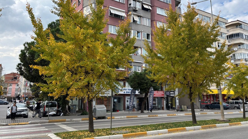 Balıkesir’deki Ağaçlar Japonya’da Kutsal Sayılıyor “Mabet Ağaçları Yaprak Dökümüne Başladı” - Resim: 2