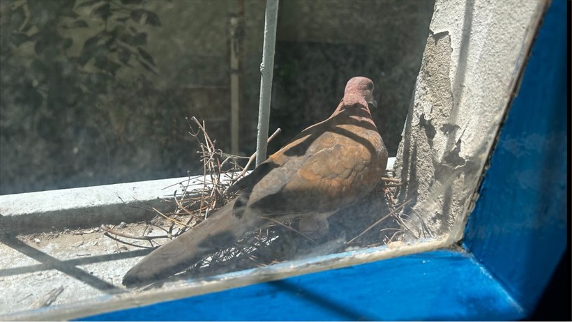 Kumru Sesi Beyni Nasıl Etkiliyor?