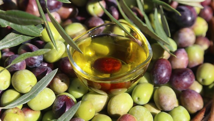 Zeytin Cenneti Balıkesir: Tat Testi ve Farklı Zeytin Türleri
