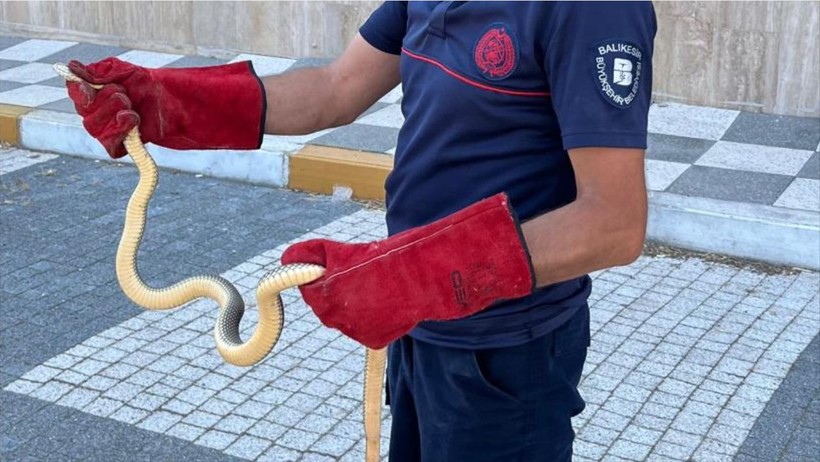 Aracın Kaputunda Yılan Tehlikesi