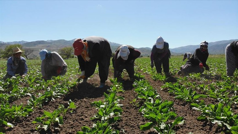 Balıkesir Tarlalarında “Ağustos Böceği” Hikâyesi Dilden Dile
