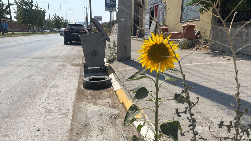 ayçiçekleri