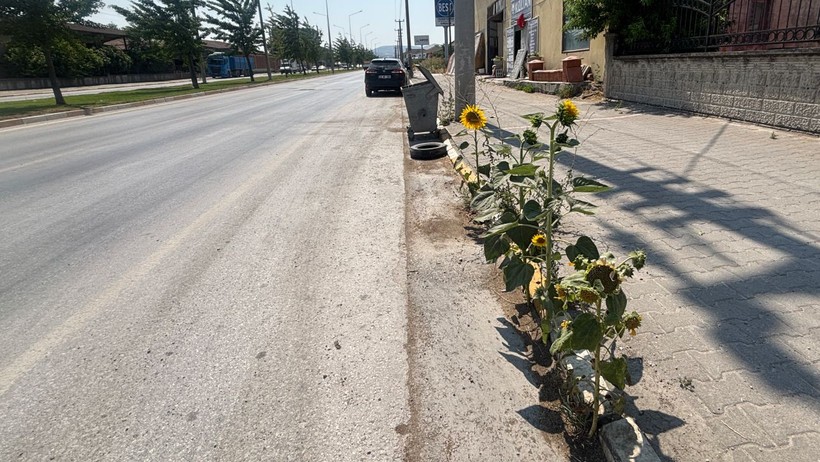 ayçiçeği