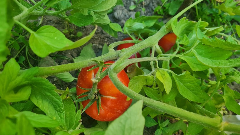 Edremit'te Ata Tohumları İlk  Meyvesini Verdi