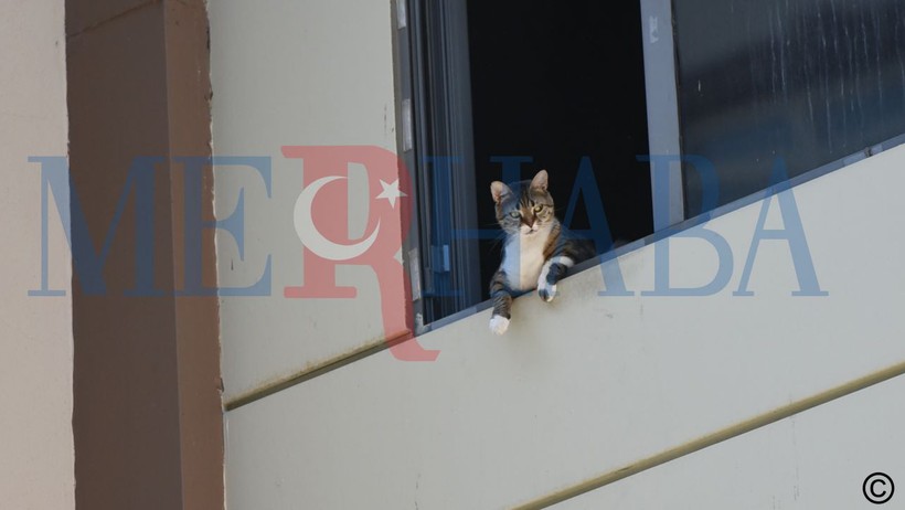 kedi