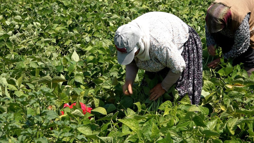 Sındırgı’da %75 Hibeli Nohut Tohumu Başvurusu