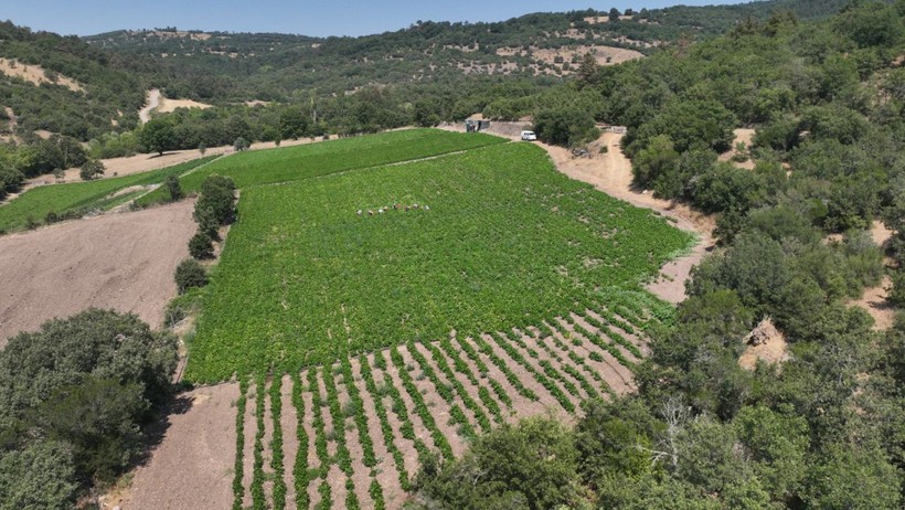 tarla fotoğrafı tepeden