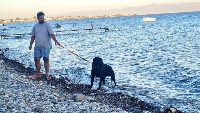 Sıcaktan Bunalan Köpek Denizden Çıkmak İstemedi 