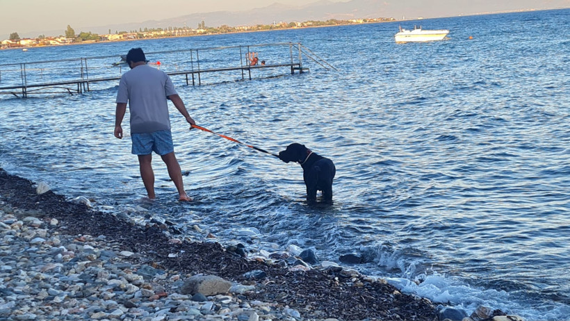 Sıcaktan Bunalan Köpek Denizden Çıkmak İstemedi 