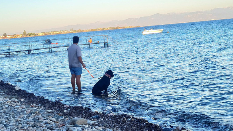 Sıcaktan Bunalan Köpek Denizden Çıkmak İstemedi 