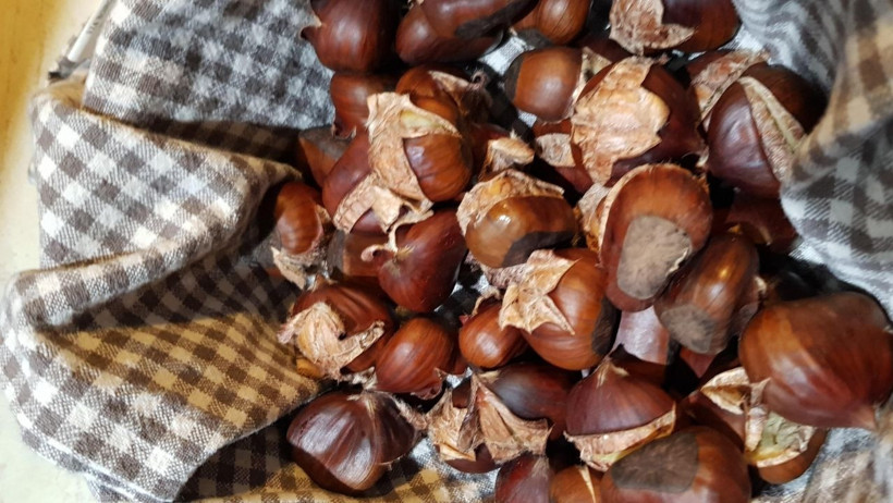 Balıkesir’de Kestaneler Ne Zaman Çıkıyor?
