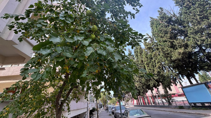 yalancı portakal
