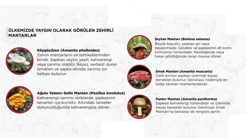 Balıkesir’de Doğadan Sofraya Tehlike: Bilinmeyen Mantar Zehirleyebilir! - 4. resim