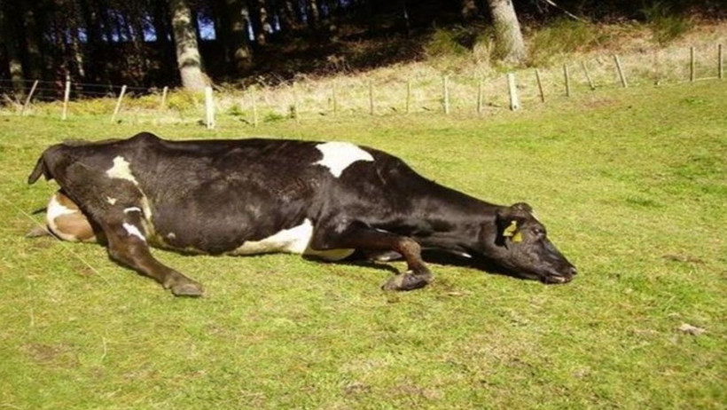 Deli Dana Hastalığı Nedir? - 3. resim