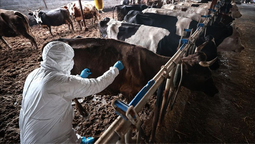 Şap hastalığı kontrol altında: Aşı yalanlarına soruşturma! - 1. resim